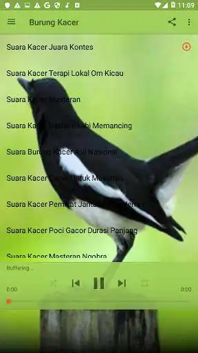 Play Kicau-kicau Burung terbaik Mp3 as an online game Kicau-kicau Burung terbaik Mp3 with UptoPlay