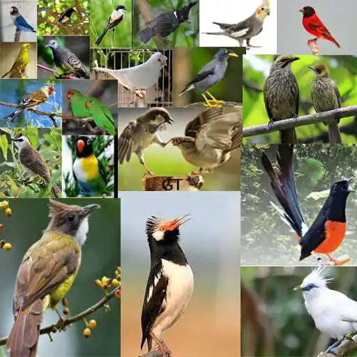 Free play online Kicau-Kicau Burung Terlengkap APK Free play online Kicau-Kicau Burung Terlengkap APK