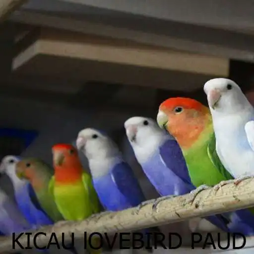 Run free android online Kicau-Kicau Lovebird Paud APK Run free android online Kicau-Kicau Lovebird Paud APK