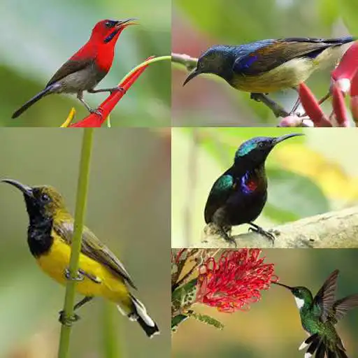 Free play online Kicau Kolibri Madu APK