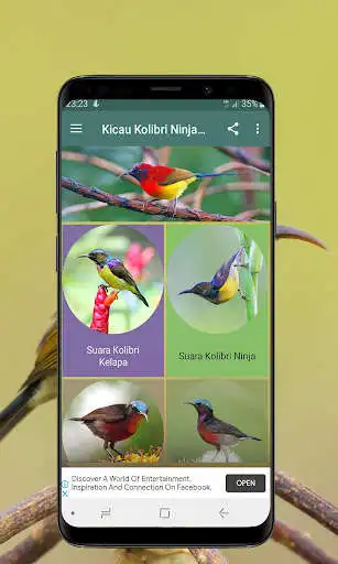 Play Kicau Kolibri Ninja dan Kelapa Offline  and enjoy Kicau Kolibri Ninja dan Kelapa Offline with UptoPlay