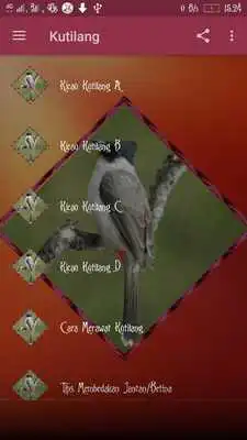 Play Kicau Kutilang Jawa