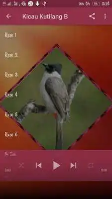 Play Kicau Kutilang Jawa