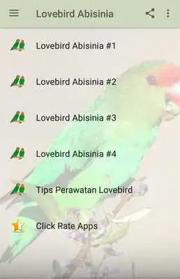 Play Kicau Lovebird Abisinia Gacor Play Kicau Lovebird Abisinia Gacor