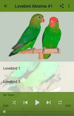 Play Kicau Lovebird Abisinia Gacor Play Kicau Lovebird Abisinia Gacor