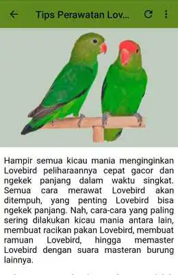 Play Kicau Lovebird Abisinia Gacor Play Kicau Lovebird Abisinia Gacor