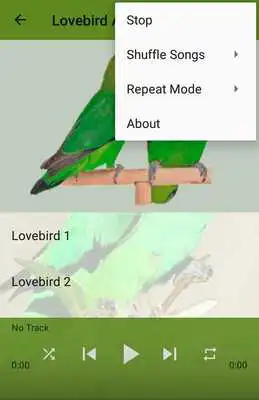 Play Kicau Lovebird Abisinia Gacor Play Kicau Lovebird Abisinia Gacor