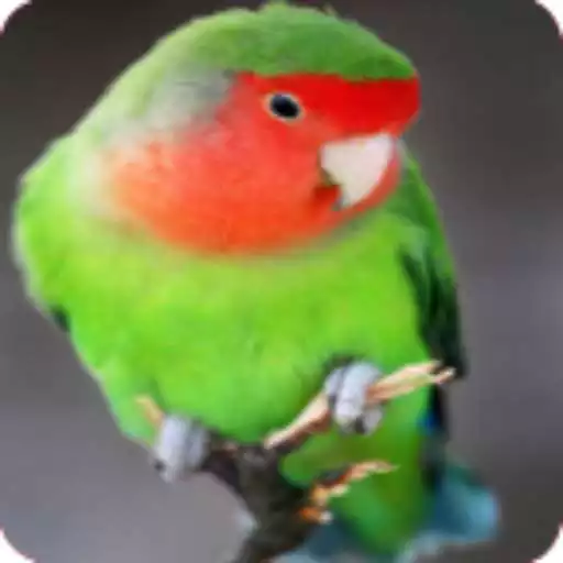 Play Kicau Lovebird APK