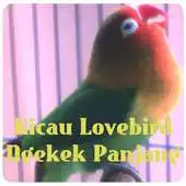 Free play online Kicau Lovebird Ngekek Panjang APK