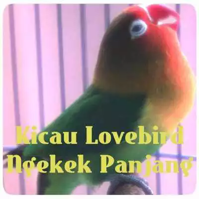 Play Kicau Lovebird Ngekek Panjang
