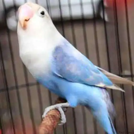Run free android online Kicau Lovebird Paud Juara APK Run free android online Kicau Lovebird Paud Juara APK
