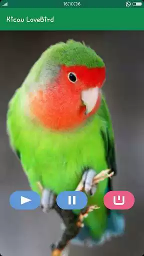 Play Kicau Lovebird  and enjoy Kicau Lovebird with UptoPlay