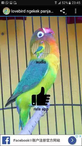 Play Kicau Lovebird as an online game Kicau Lovebird with UptoPlay