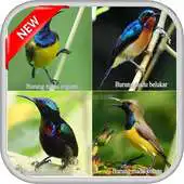 Free play online Kicau Mania 2016 APK