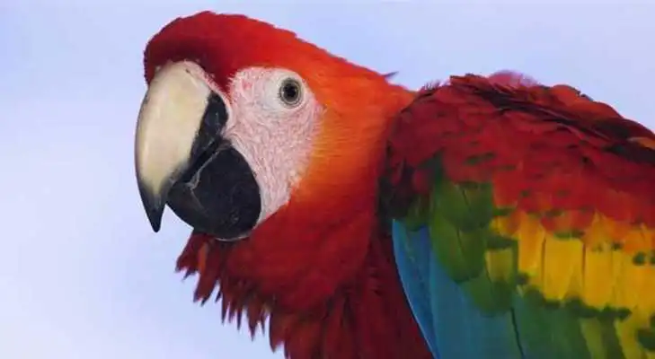 Play Kicau Mania 2016