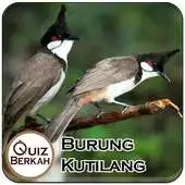 Free play online Kicau Masteran Kutilang Burung APK Free play online Kicau Masteran Kutilang Burung APK