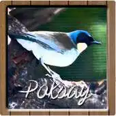 Free play online Kicau Master Burung Poksay APK