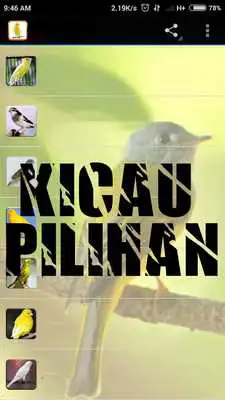 Play Kicau Master Burung Poksay