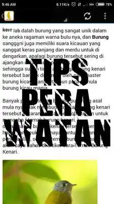 Play Kicau Master Burung Poksay