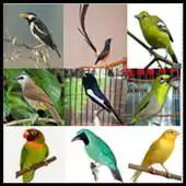 Free play online Kicau master APK