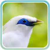 Free play online Kicau Master Jalak Bali Gacor APK