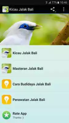 Play Kicau Master Jalak Bali Gacor