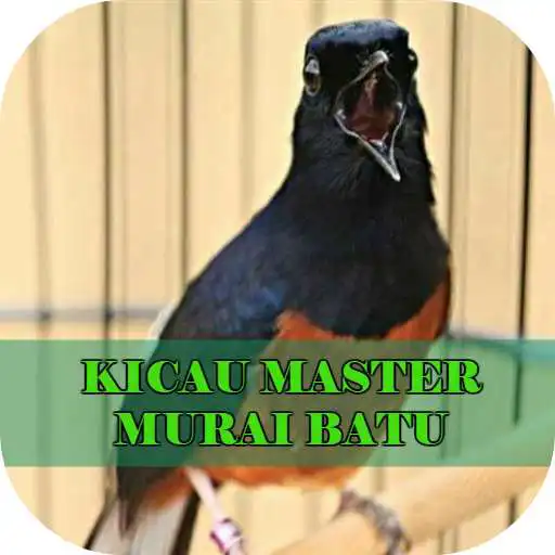 Play Kicau Master Murai Batu APK Play Kicau Master Murai Batu APK