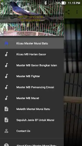 Play Kicau Master Murai Batu as an online game Kicau Master Murai Batu with UptoPlay