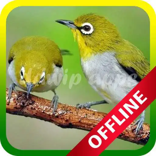 Play Kicau Master Pleci APK Play Kicau Master Pleci APK
