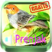 Free play online Kicau Master Prenjak HD APK