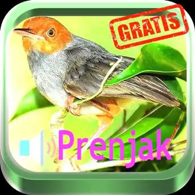 Play Kicau Master Prenjak HD