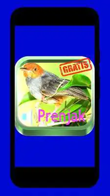 Play Kicau Master Prenjak HD