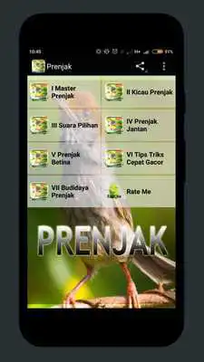 Play Kicau Master Prenjak HD