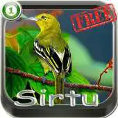 Free play online kicau master sirtu APK Free play online kicau master sirtu APK