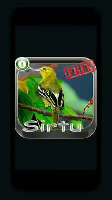 Play kicau master sirtu