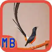Free play online Kicau Murai Batu Gacor APK Free play online Kicau Murai Batu Gacor APK