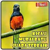 Free play online Kicau Murai Batu Juara Terbaik APK