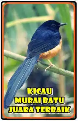 Play Kicau Murai Batu Juara Terbaik