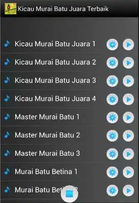 Play Kicau Murai Batu Juara Terbaik