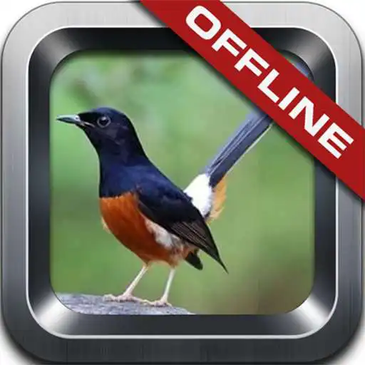 Free play online Kicau Murai Batu Lengkap APK