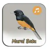 Free play online Kicau Murai Batu Nias APK
