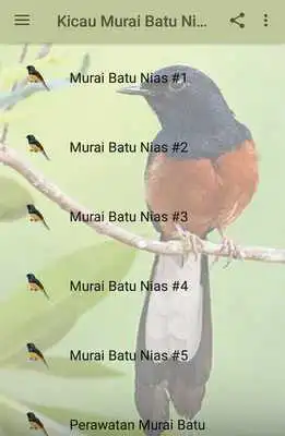 Play Kicau Murai Batu Nias