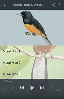 Play Kicau Murai Batu Nias