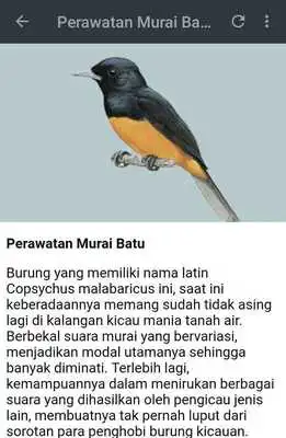 Play Kicau Murai Batu Nias