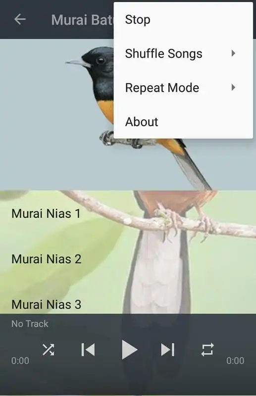 Play Kicau Murai Batu Nias