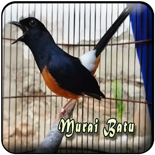 Free play online Kicau Murai Batu Offline APK Free play online Kicau Murai Batu Offline APK