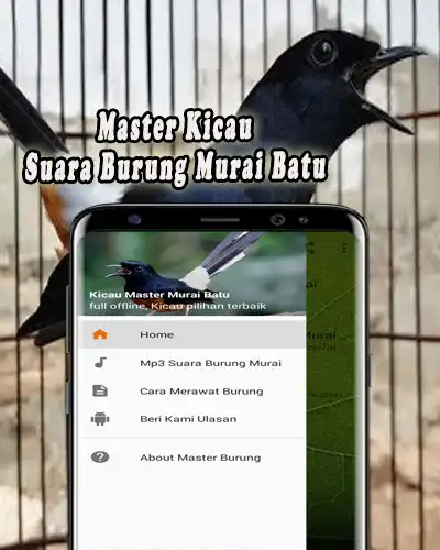Play Kicau Murai Batu Offline