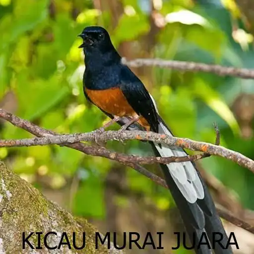 Run free android online Kicau Murai Juara Hd APK Run free android online Kicau Murai Juara Hd APK