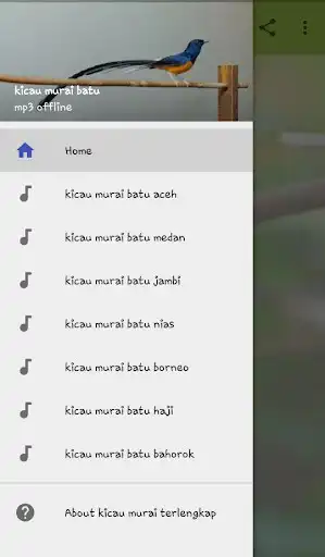 Play Kicau Murai Terlengkap