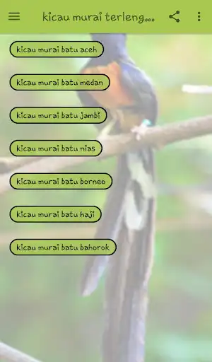 Play Kicau Murai Terlengkap